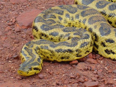 Sucuri Amarela Uma Das Mais Belas Serpentes Do Pantanal