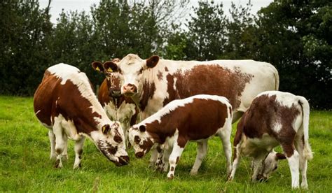 Rare Cattle Breeds - Farmhouse Guide