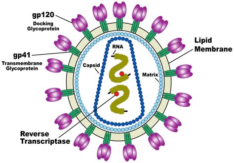 Hiv Virus Diagrams Labeled Diagrams