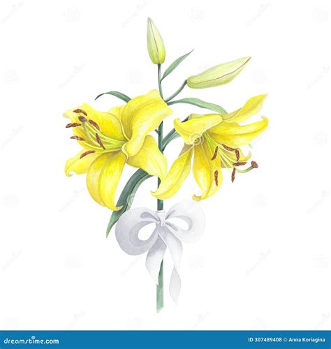 Lilies Yellow Flowers Branch Bouquet With Buds Leaf Isolated On White