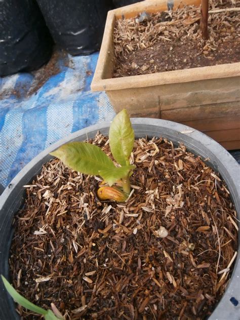 Cashew seeds | Discovery Garden