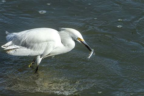 Protecting Fish from Predators and Self-Feeding