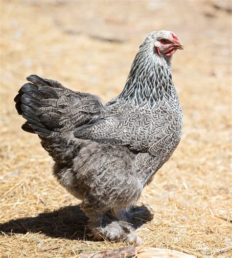 Brahma Chicken Breed - What You Need to Know