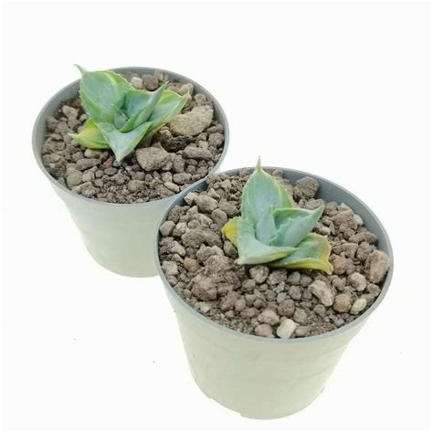 Agave Potatorum Var Verschaffeltii Cv Shoji Raijin Mediopicta Alba 6