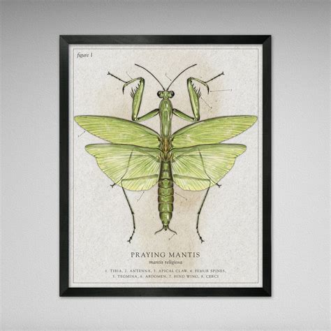 Praying Mantis Illustration Vintage, Modern, Antique, Scientific ...