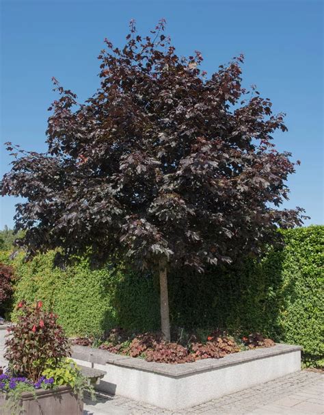 Maple Trees for Sale - Trees.com