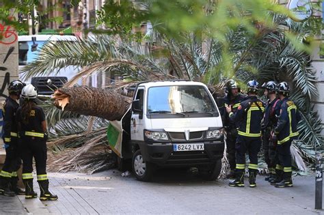 El S Ndic De Barcelona Investiga La Palmera Caiguda Al Raval Ja Va