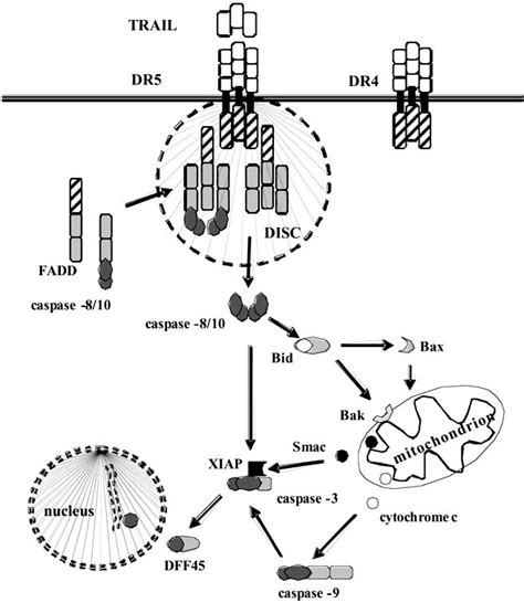 Trail Induced Apoptosis Trail Induced Extrinsic Apoptotic Pathway