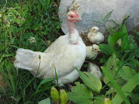 Naked Neck Chicken Beauty Showcase Watch Video For Amazing Facts