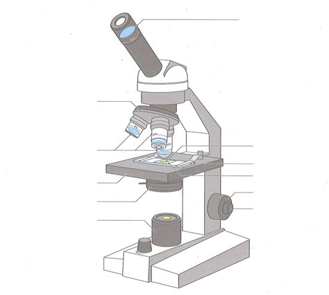Aufbau Eines Mikroskopes Diagram Quizlet