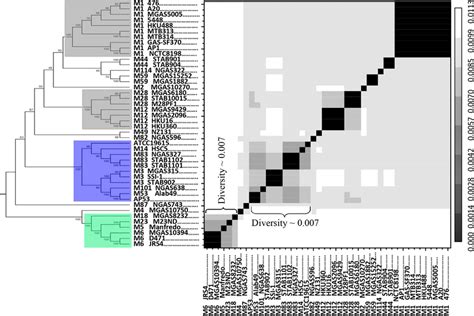 The Phylogeny Of The Core Genome Of Gas And The Heatmap Of Pair Wise