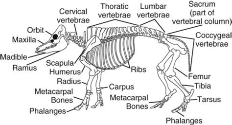 Pig Skeletal System