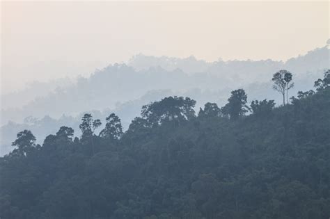 Premium Photo Dark Dreamy Forest With Fog