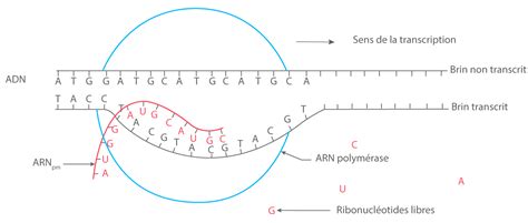 L Expression Du Patrimoine G N Tique S Cours Svt Kartable