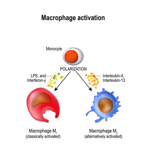 Macrophage Illustrations Illustrations Royalty Free Vector Graphics