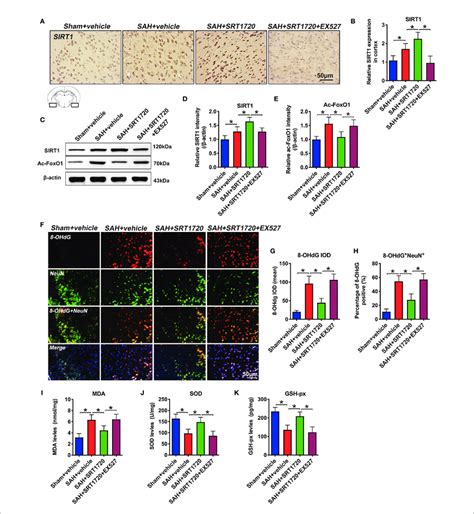 Effects Of SRT1720 On SIRT1 Activation And Oxidative Damage After