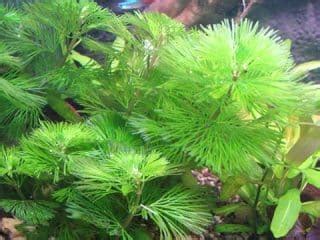 15+ Tall Aquarium Plants (With Photos) - AquariumStoreDepot