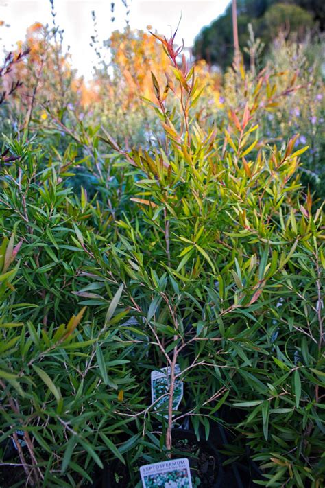 Leptospermum 'Lemon Scented Tea Tree' — Rockbank Nursery