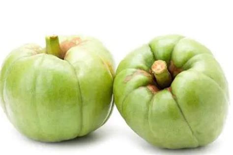 African mango seed extract or garcinia cambogia extract which is better for weight loss?