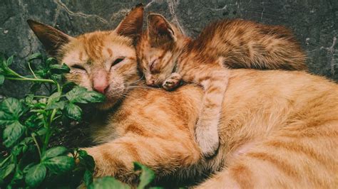 Gatos Hasta Qué Edad Crecen Los Felinos