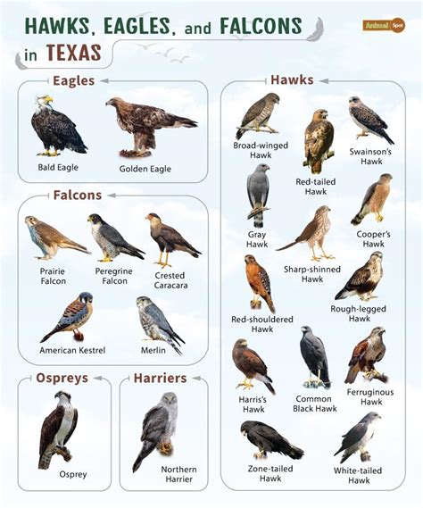 List of Hawks, Eagles, & Falcons in Texas with Pictures