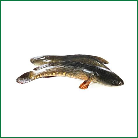 Shoal Fish - শোল মাছ - O'Natural/Kg - ONatural