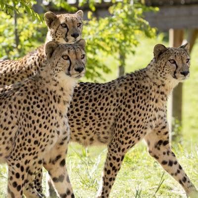 Protéger les guépards en Namibie Beauval Nature