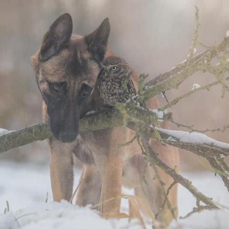 Fot Grafa Registra Amizade Entre Um Cachorro E Uma Coruja