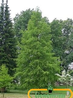 Taxodium Distichum Baumschule Lienemann