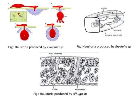 Fungal Haustoria