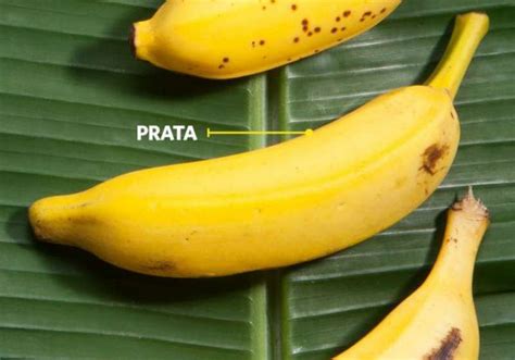 Banana prata conheça os benefícios e receitas Banana blog br