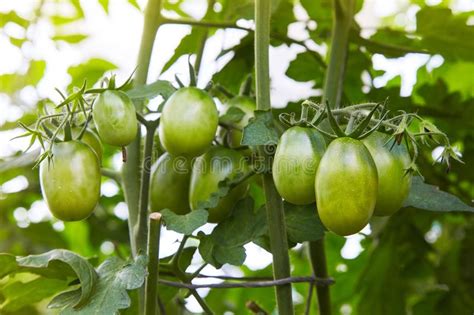 Tomates Verdes Inmaduros Que Crecen En Las Ramitas En Un Invernadero