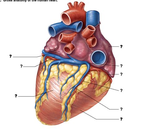 Bsc Lab Posterior Heart Circulation Diagram Quizlet