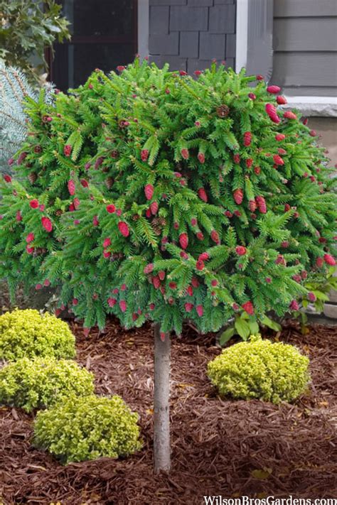 Dwarf Picea Abies