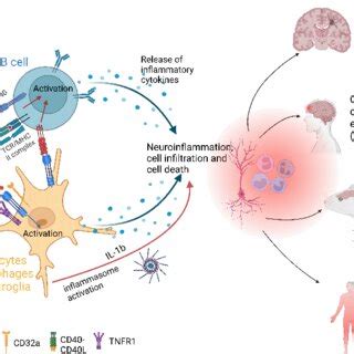 Cd L Is Expressed On Antigen Presenting Cells Including Monocytes