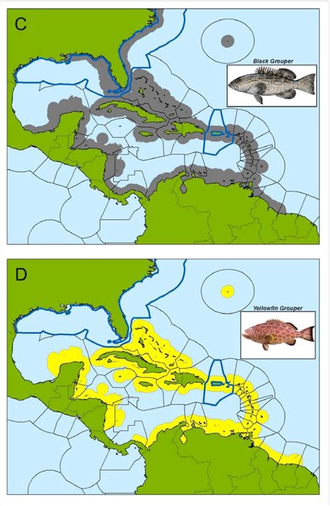 Contd Species Of The Snapper Grouper Complex Have Geographic Ranges