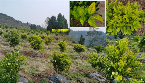 土壤酸碱度与植物生长