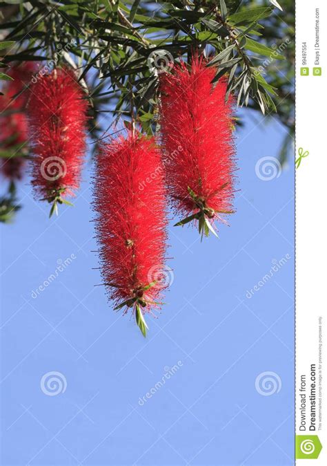 Red Bottlebrush Flower Stock Photo Image Of Space Flora 99497554