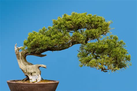 13 Types of Bonsai Trees (by Style and Shape Plus Pictures)