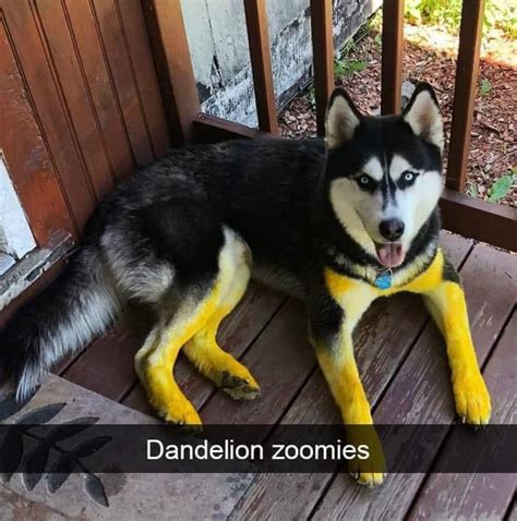 Dire wolf color mutations irl. : r/ARK