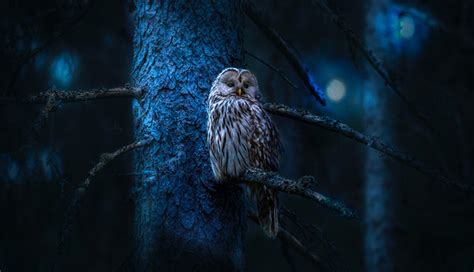 discover  meaning   owl ring gthic
