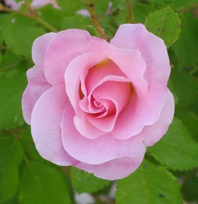 Pin By Syeda Nayab Zahra On Gorgeous Pink Roses Beautiful Roses Rose