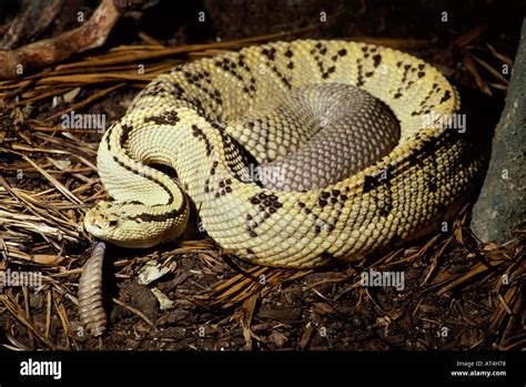 Neotropical Rattlesnake Crotalus Durissus Culminatus Central And South