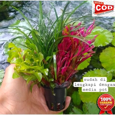 Jual Tanaman Aquascape Pakis Air Water Sprite Media Pot Low Co2