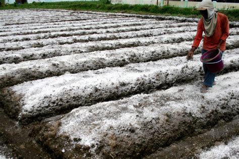 Pupuk Kandang Menyelamatkan Lahan Pertanian Dari Perubahan Iklim