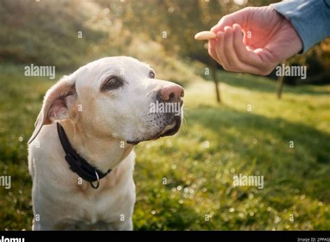 Cuáles son las razas de perros más fáciles de entrenar