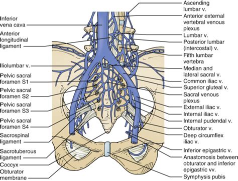 Swollen Pelvic Lymph Nodes