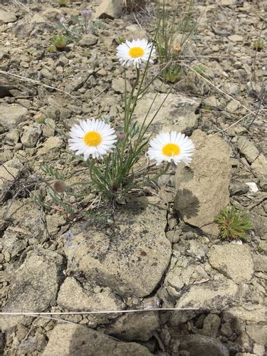 Buff Fleabane Erigeron Ochroleucus · Inaturalist