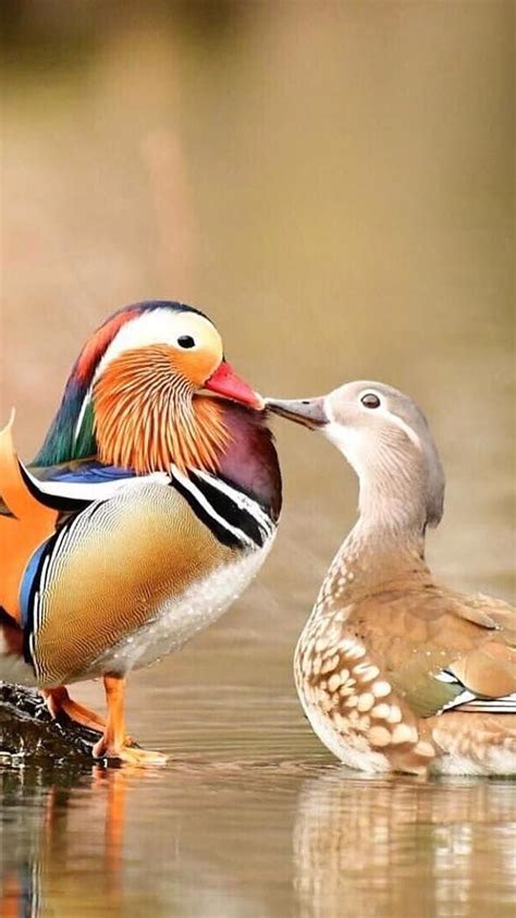 Mandarin Duck Romantic Duck Hd Phone Wallpaper Pxfuel