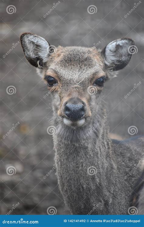 Portrait Of A Roe Deer In A Forest In Germany Stock Photo Image Of